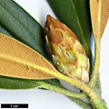 SpeciesSub: subsp. degronianum